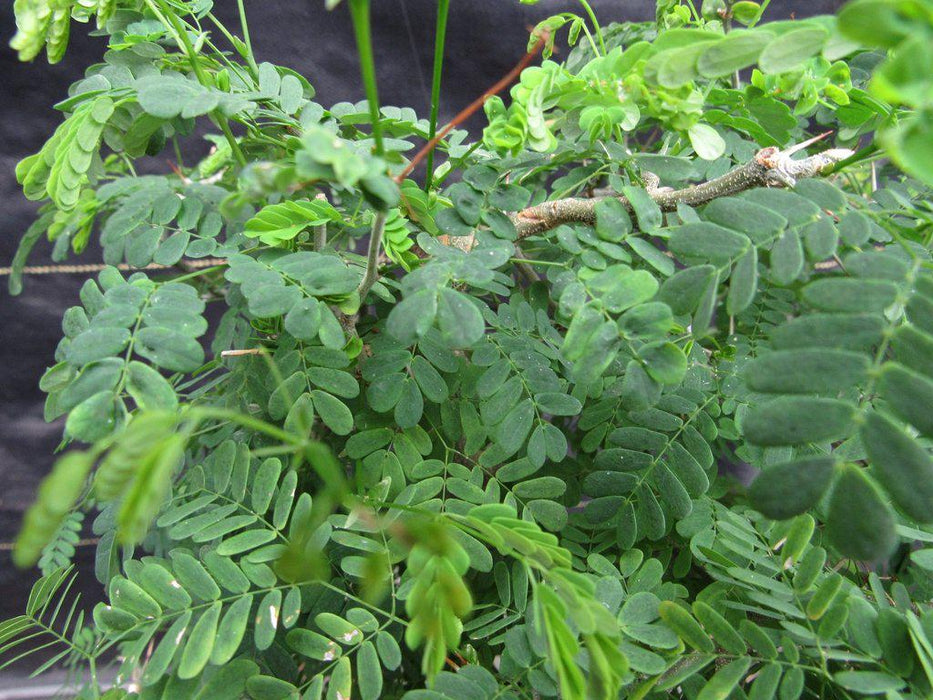 Large Flowering Brazilian Raintree Bonsai Tree Foliage