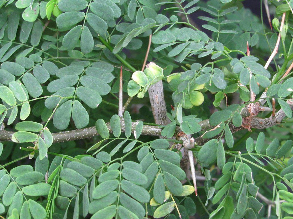 Large Flowering Brazilian Raintree Bonsai Tree Thorns