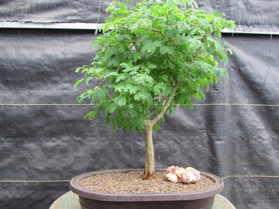 Large Flowering Brazilian Raintree Bonsai Tree Alt