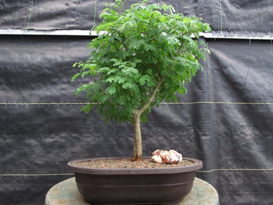 Large Flowering Brazilian Raintree Bonsai Tree Front