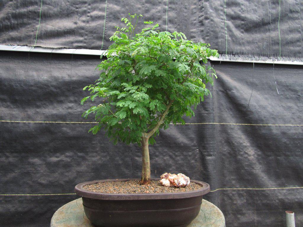 Large Flowering Brazilian Raintree Bonsai Tree