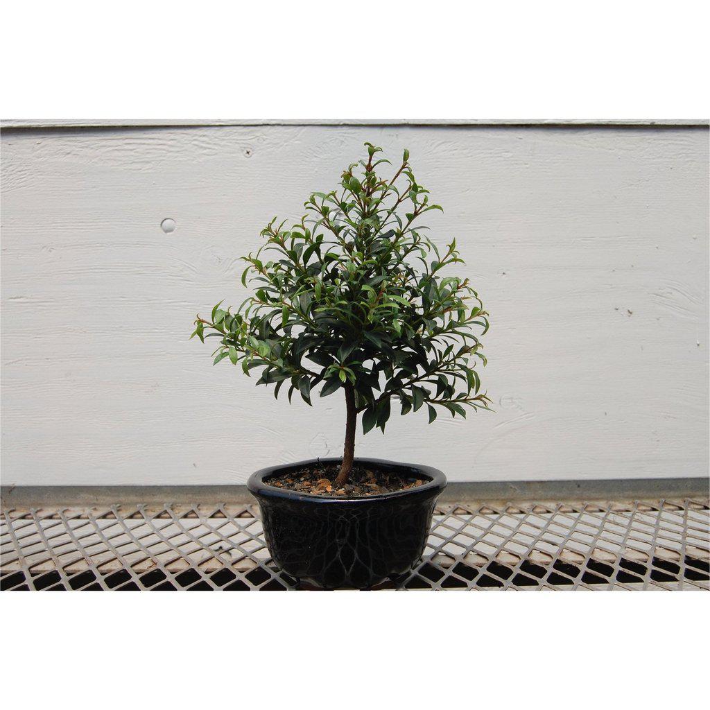 Flowering Brush Cherry Bonsai Tree Profile