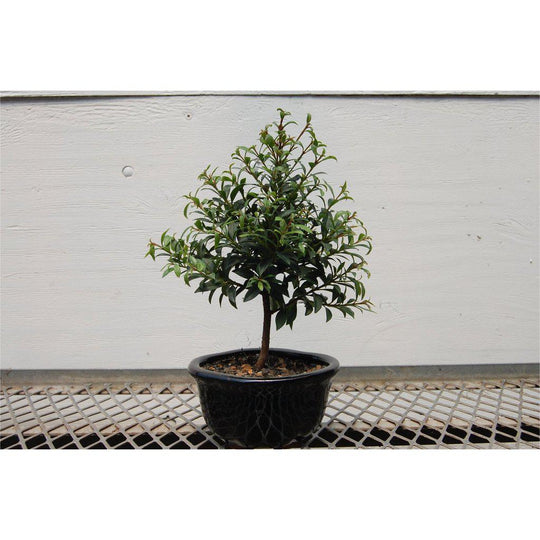 black cherry tree bonsai Flowering Brush Cherry Bonsai Tree