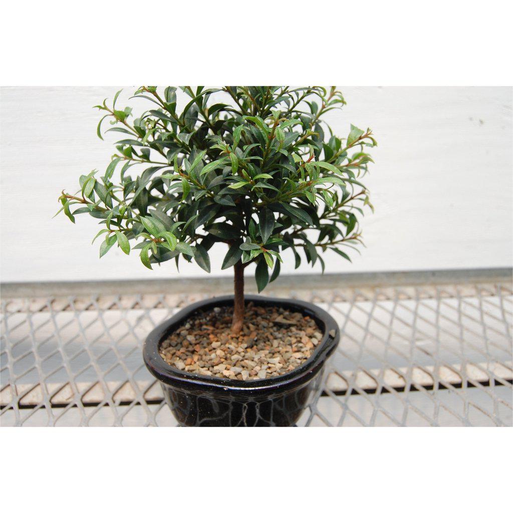 Brush Cherry Bonsai Tree