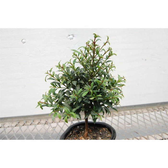 Flowering Brush Cherry Bonsai Tree Leaves