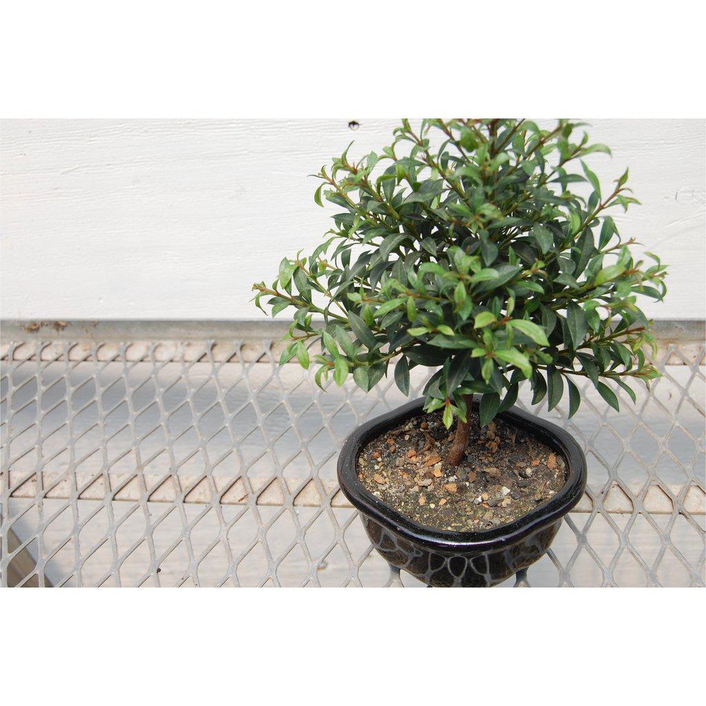 Flowering Brush Cherry Bonsai Tree Canopy