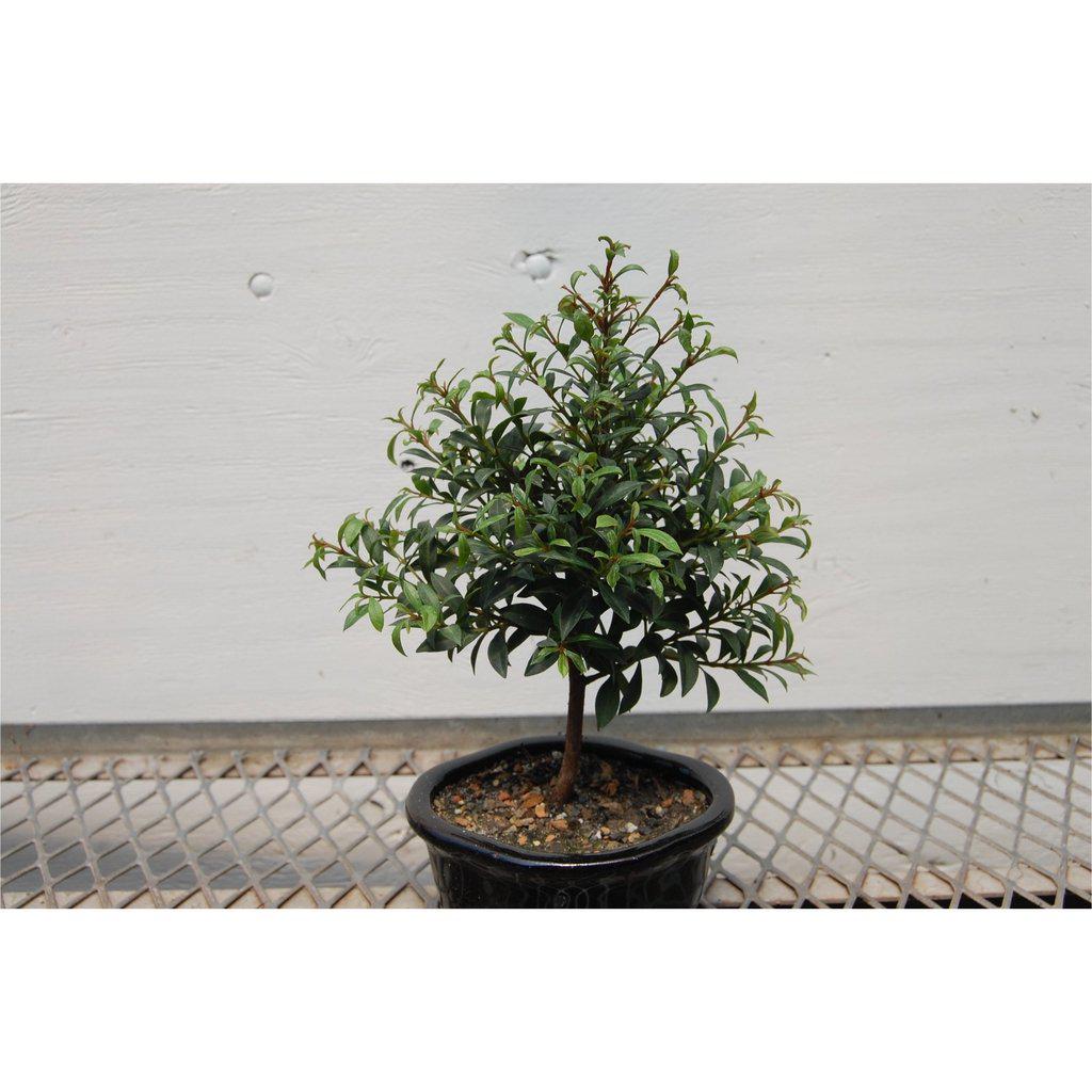 Flowering Brush Cherry Bonsai Tree Full