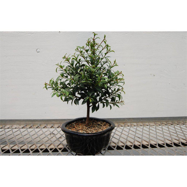 flowering cherry bonsai tree Flowering Brush Cherry Bonsai Tree