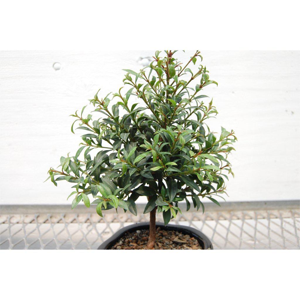 Flowering Brush Cherry Bonsai Tree Height