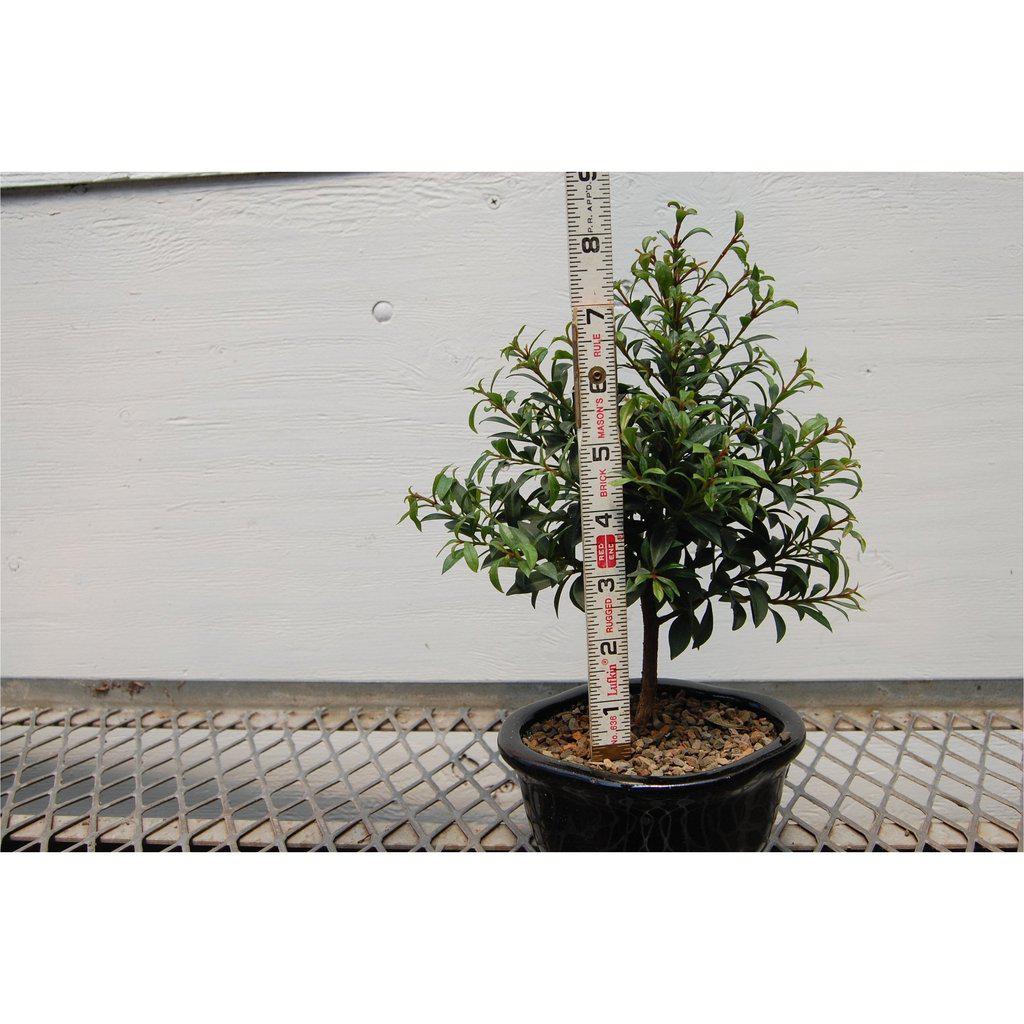 Flowering Brush Cherry Bonsai Tree Size