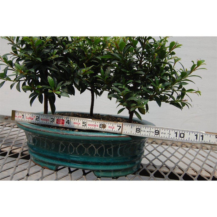 Flowering Brush Cherry Bonsai Tree Forest Size