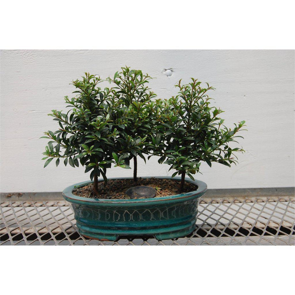 flowering brush cherry bonsai tree care Flowering Brush Cherry Bonsai Tree Forest (3 Trees)