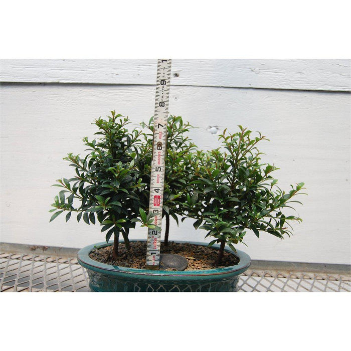 Flowering Brush Cherry Bonsai Tree Forest Height