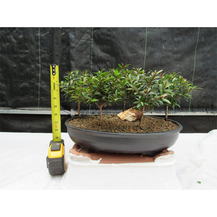 5 Tree Flowering Brush Cherry Bonsai Forest Height