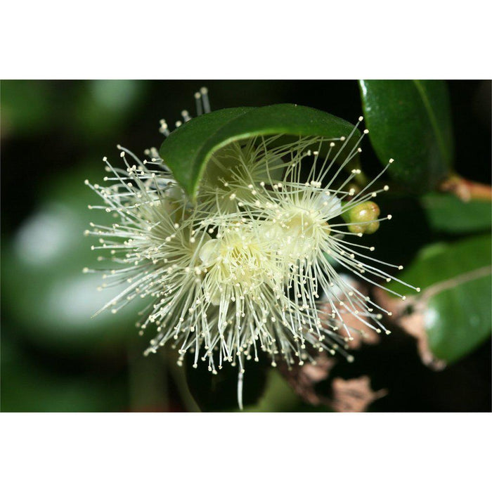 Brush Cherry Flowers