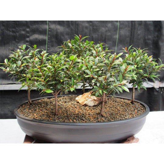 flowering cherry tree bonsai Flowering Brush Cherry Bonsai Tree Forest (5 Trees)