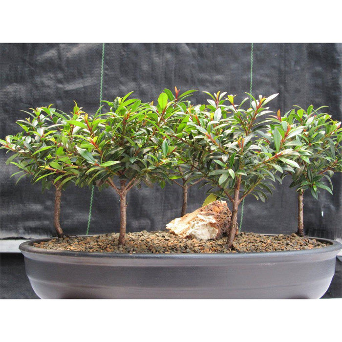 5 Tree Flowering Brush Cherry Bonsai Forest Profile