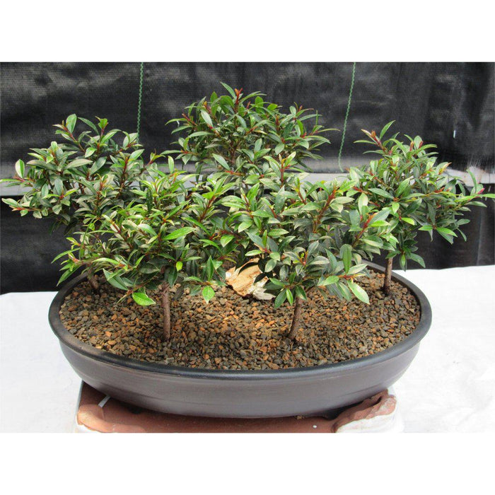 5 Tree Brush Cherry Bonsai Forest