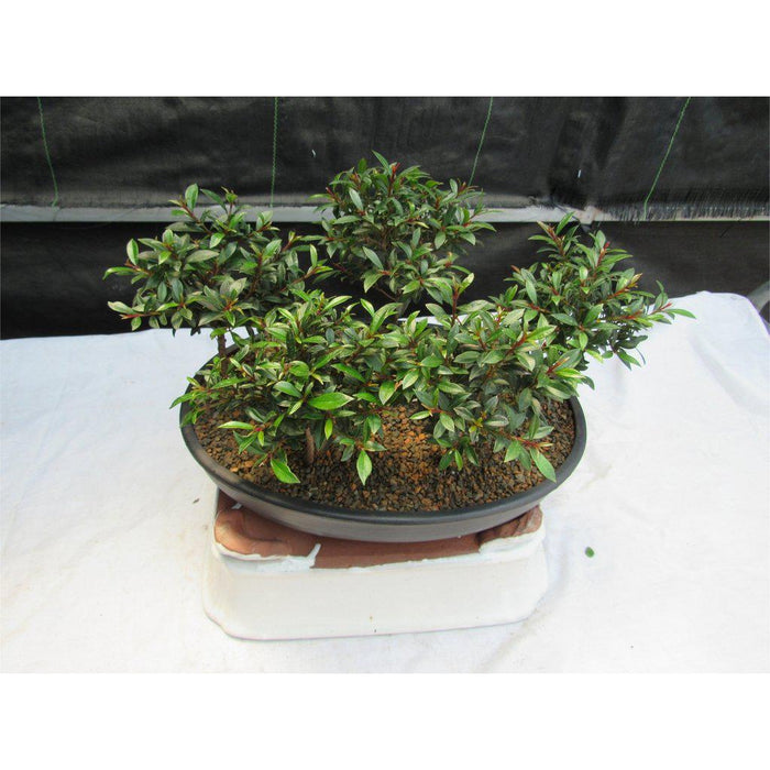 5 Tree Flowering Brush Cherry Bonsai Forest Top