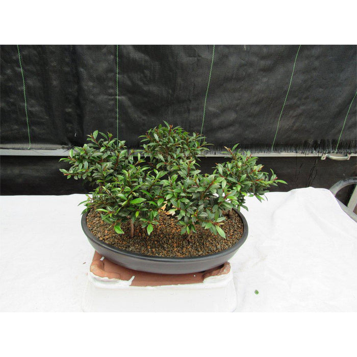 5 Tree Flowering Brush Cherry Bonsai Forest Canopy