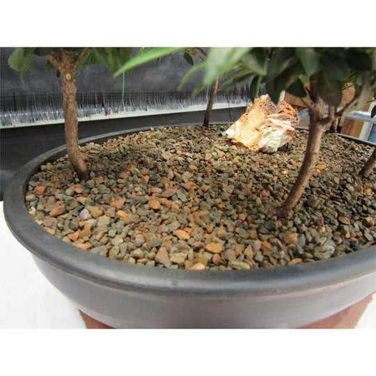 dünger bonsai Purgrün Bonsai-Dünger 1 Liter