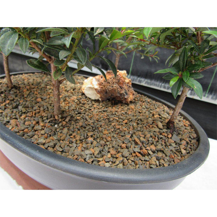 5 Tree Flowering Brush Cherry Bonsai Forest Trunks