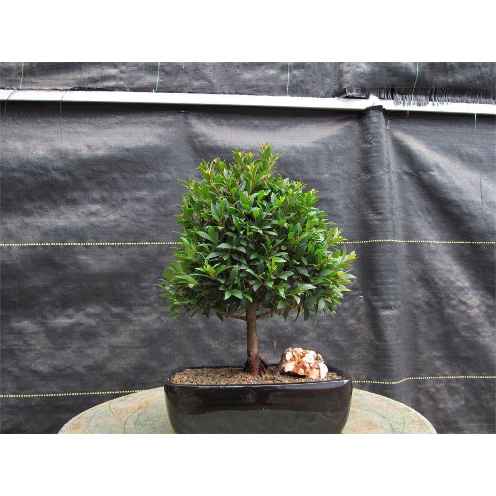 Large Flowering Brush Cherry Bonsai Tree Profile