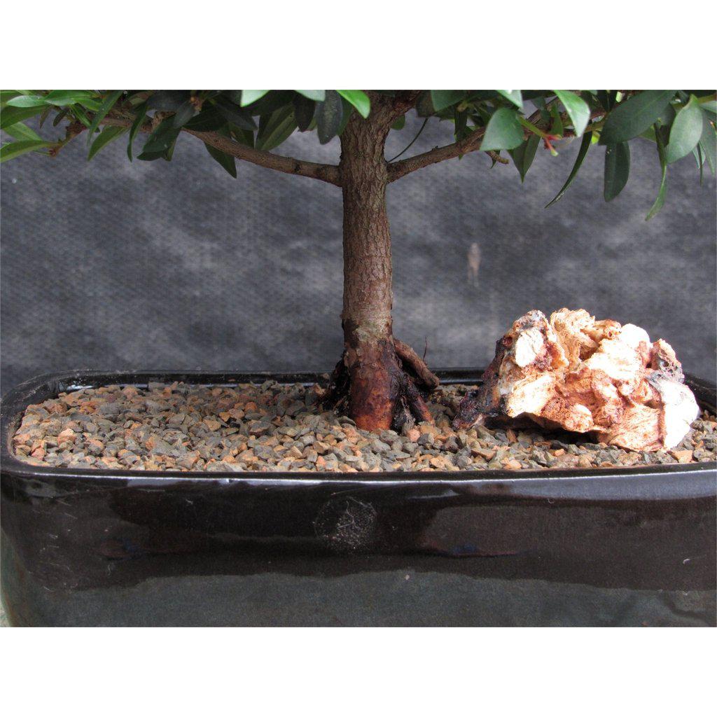 Large Flowering Brush Cherry Bonsai Tree Roots