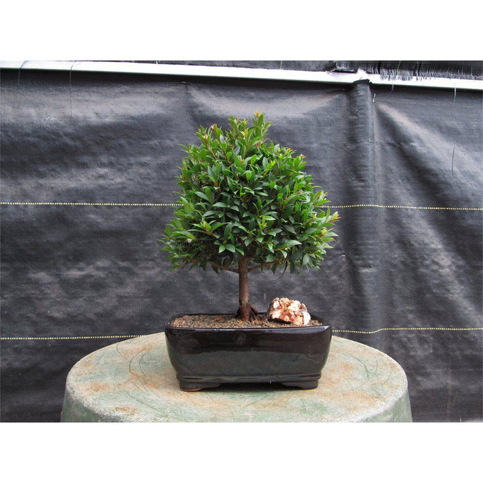 black cherry tree bonsai Large Flowering Brush Cherry Bonsai Tree