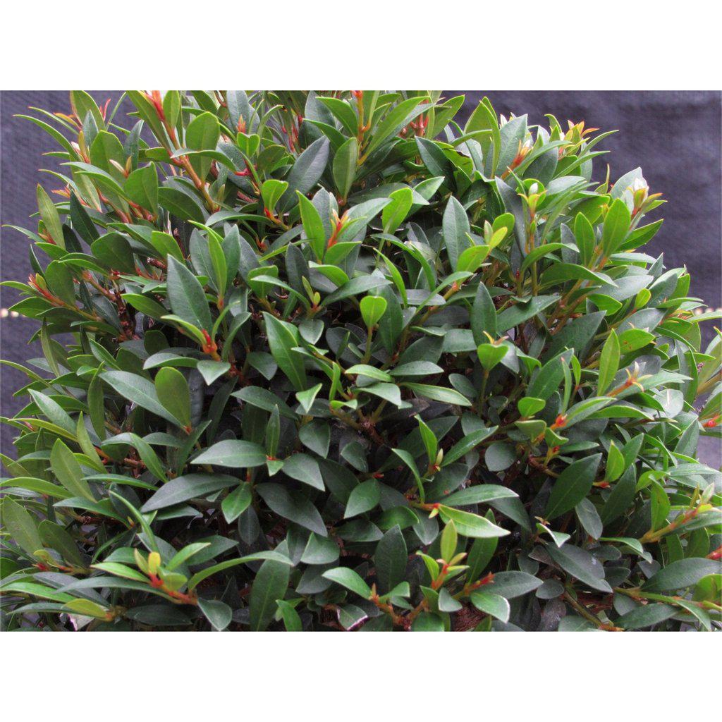 Large Flowering Brush Cherry Bonsai Tree Canopy 