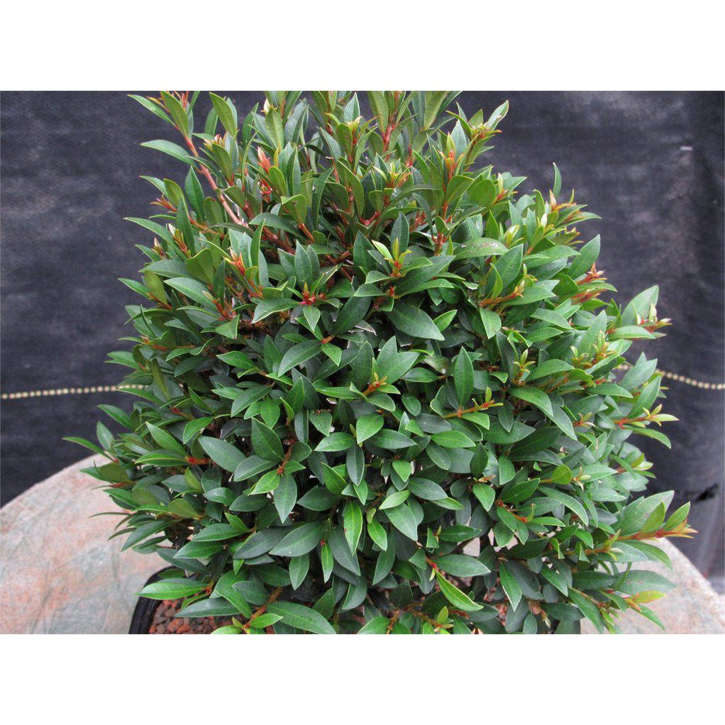 Large Flowering Brush Cherry Bonsai Tree