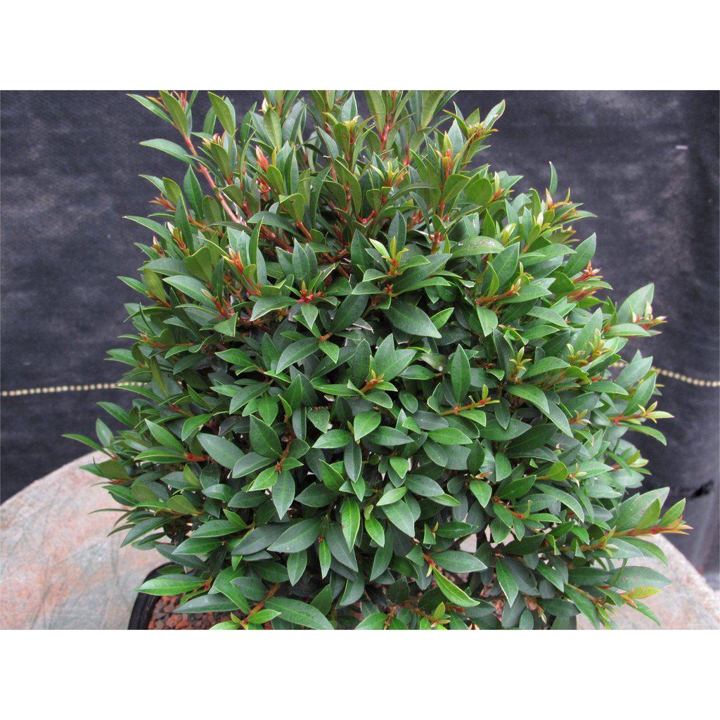 Large Flowering Brush Cherry Bonsai Tree Leaves