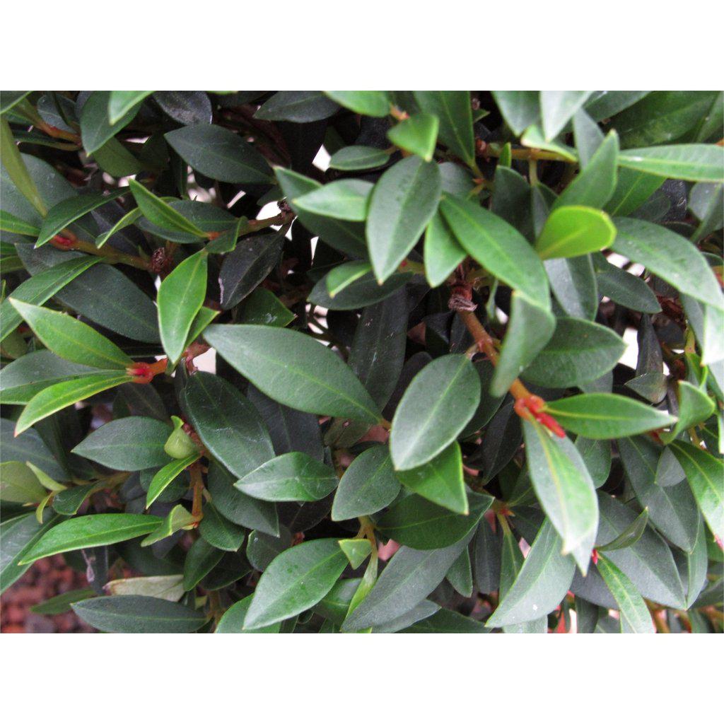 Large Flowering Brush Cherry Bonsai Tree Foliage