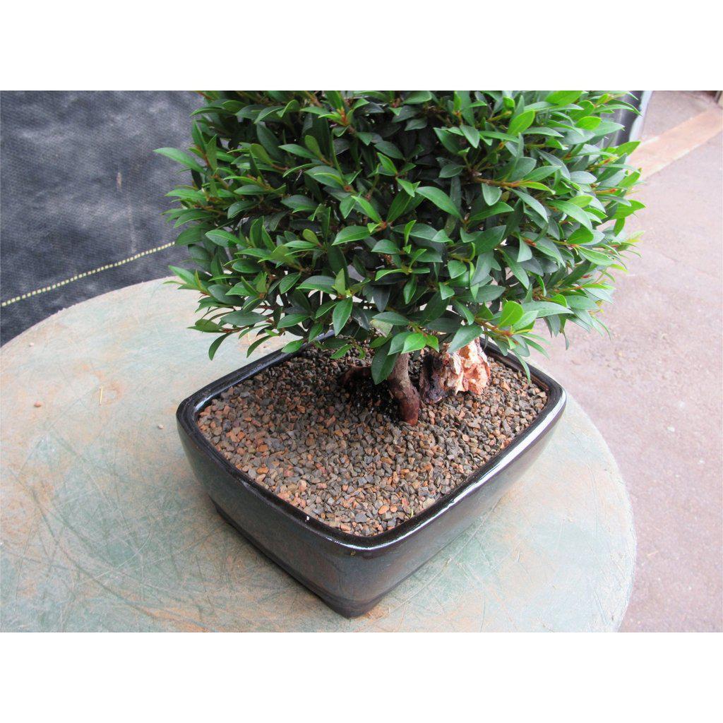 Large Flowering Brush Cherry Bonsai