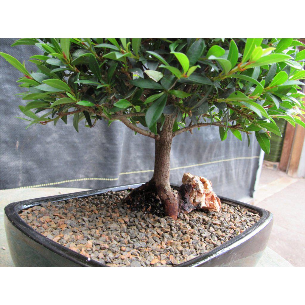 Large Flowering Brush Cherry Bonsai Tree Side