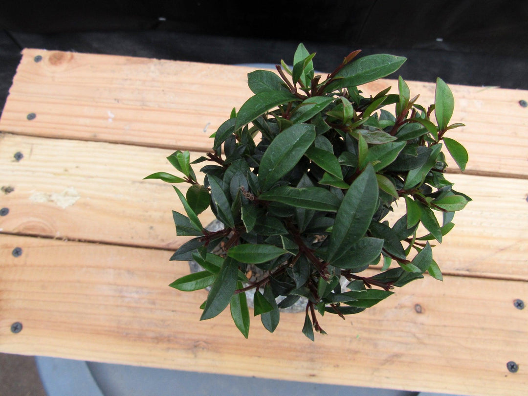 Flowering Brush Cherry Bonsai Tree Planted In A Faux Lava Rock Top