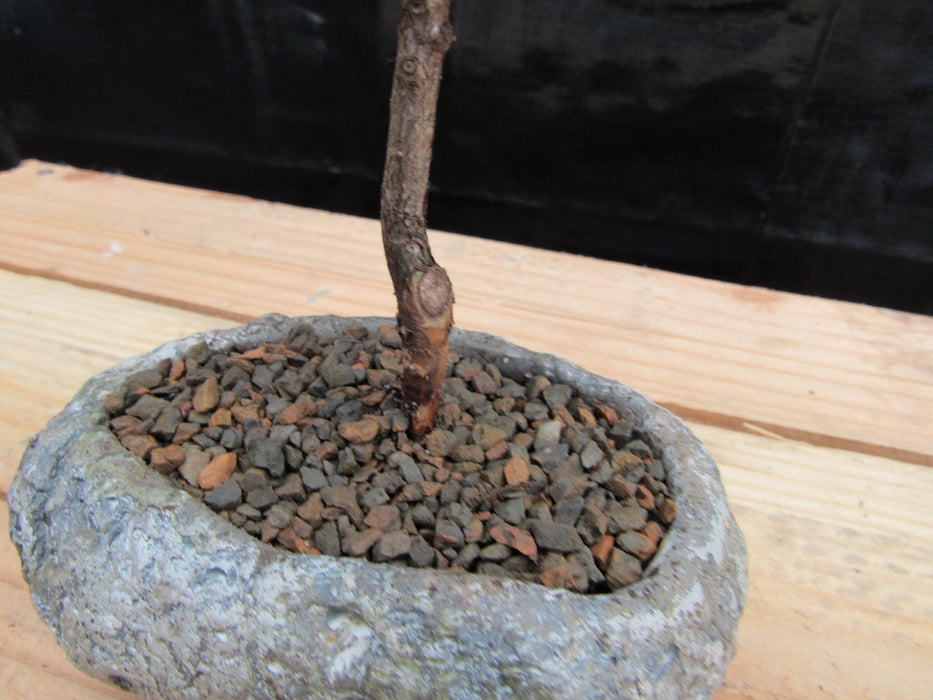 Flowering Brush Cherry Bonsai Tree Planted In A Faux Lava Rock Trunk