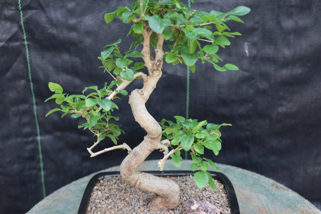 Flowering Ligustrum Bonsai Tree Profile