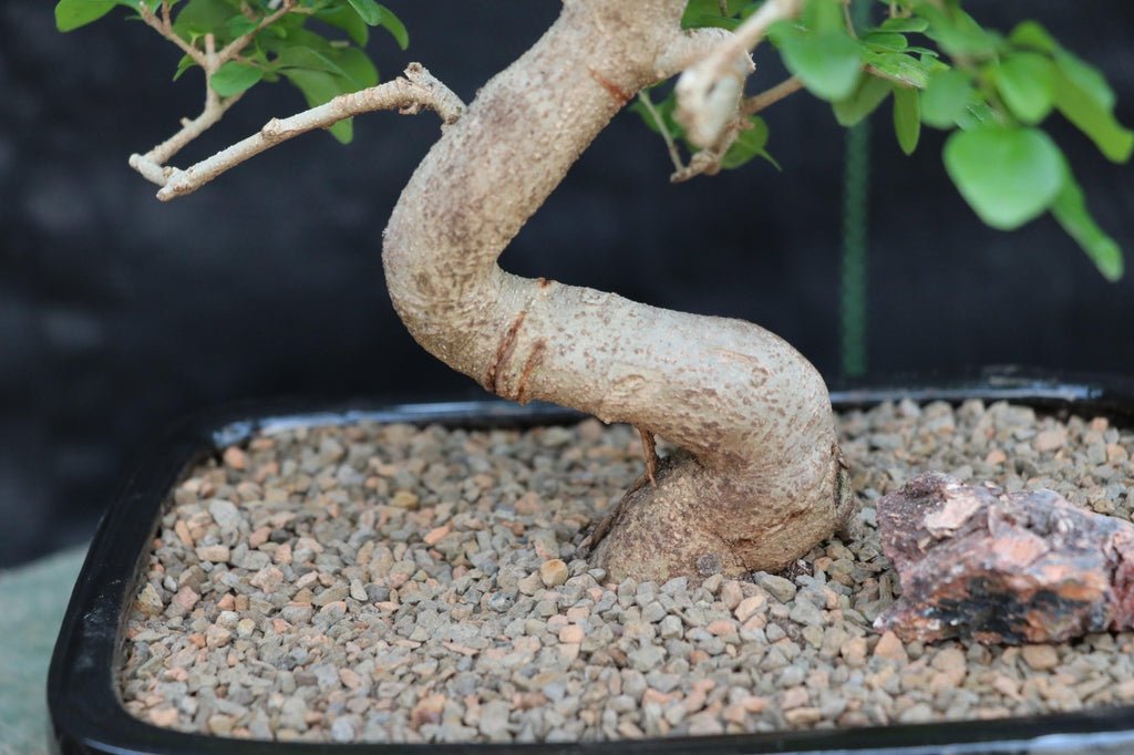 Flowering Ligustrum Bonsai Tree Curved Trunk