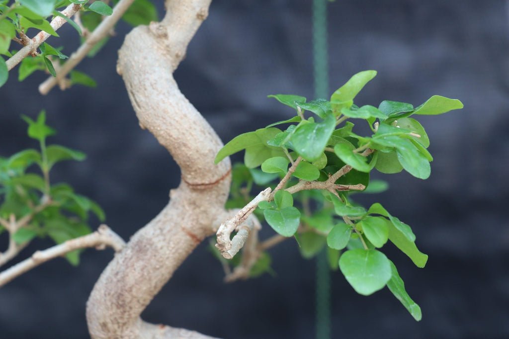 Flowering Ligustrum Bonsai Tree Bark
