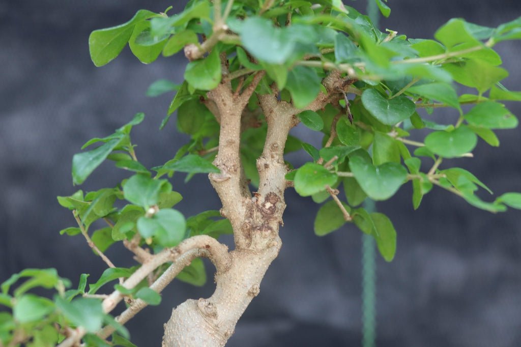 Flowering Ligustrum Bonsai Tree Branches