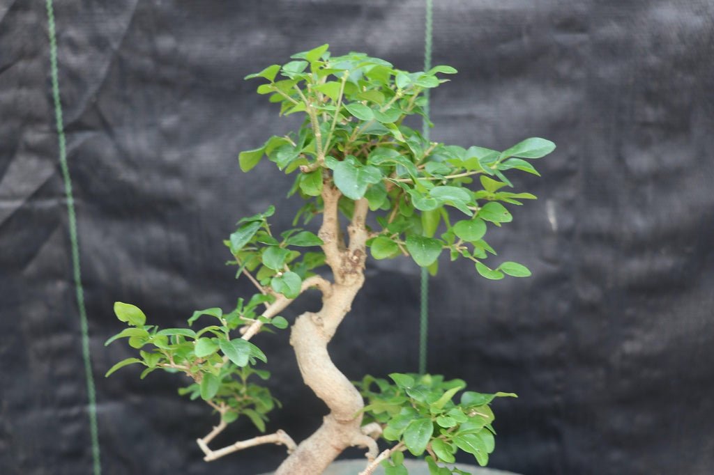 Flowering Ligustrum Bonsai Tree Shape