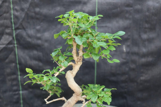 Flowering Ligustrum Bonsai Tree
