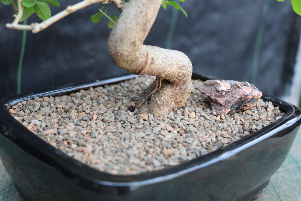 Flowering Ligustrum Bonsai Tree Trunk Shape