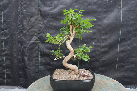 lit bonsai tree Flowering Ligustrum Bonsai Tree