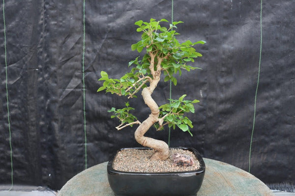ligustrum bonsai tree Flowering Ligustrum Bonsai Tree