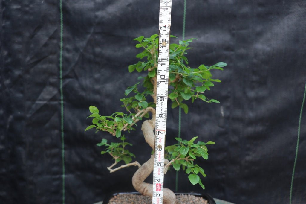 Flowering Ligustrum Bonsai Tree Size