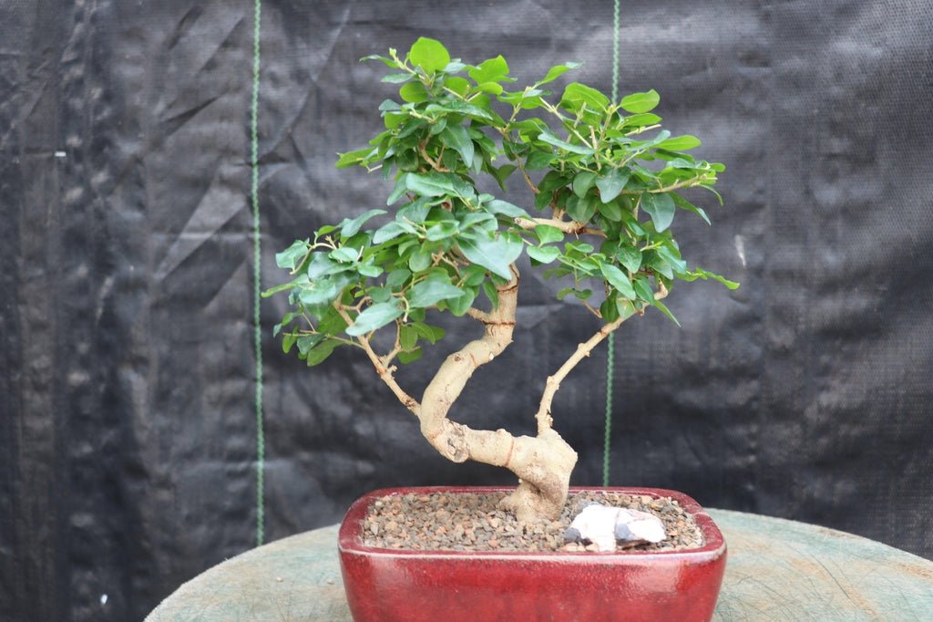 Flowering Ligustrum Bonsai Tree Profile