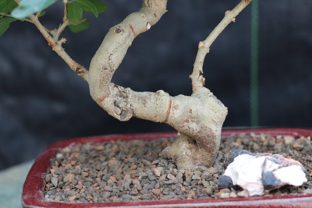 Flowering Ligustrum Bonsai Tree Curved Trunk