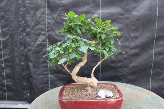 chinese privet bonsai tree Flowering Ligustrum Bonsai Tree